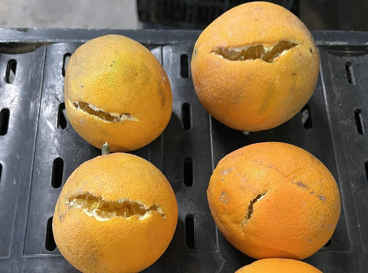 Naranjas cultivadas en campos de la Ribera agrietadas por la falta de lluvias.