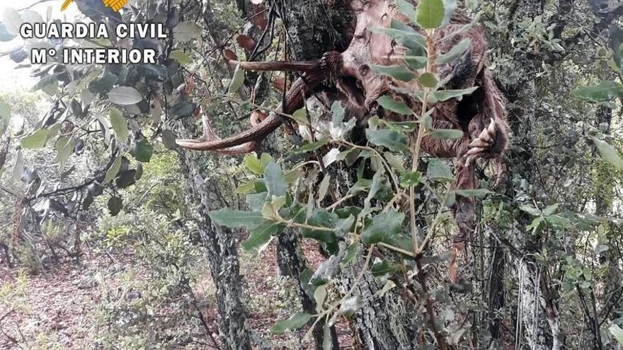 La Guardia Civil interviene tres cabezas de ciervo relacionadas con la caza furtiva en Casas de Don Pedro