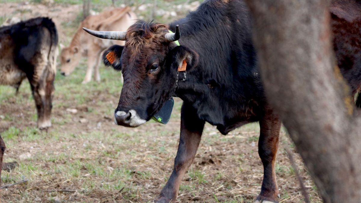 Un exemplar de vaca de l'Albera.