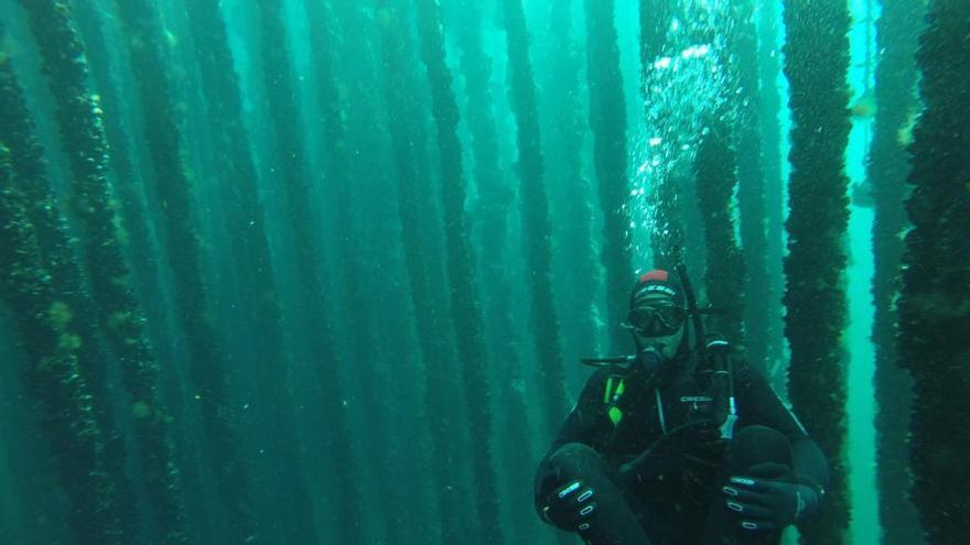 Submarinismo entre bateas de mejillón en la ría de Arousa.