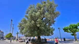 Plantas heráldicas en Galiza