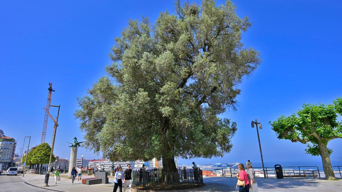 A oliveira do Paseo de Alfonso XII de Vigo