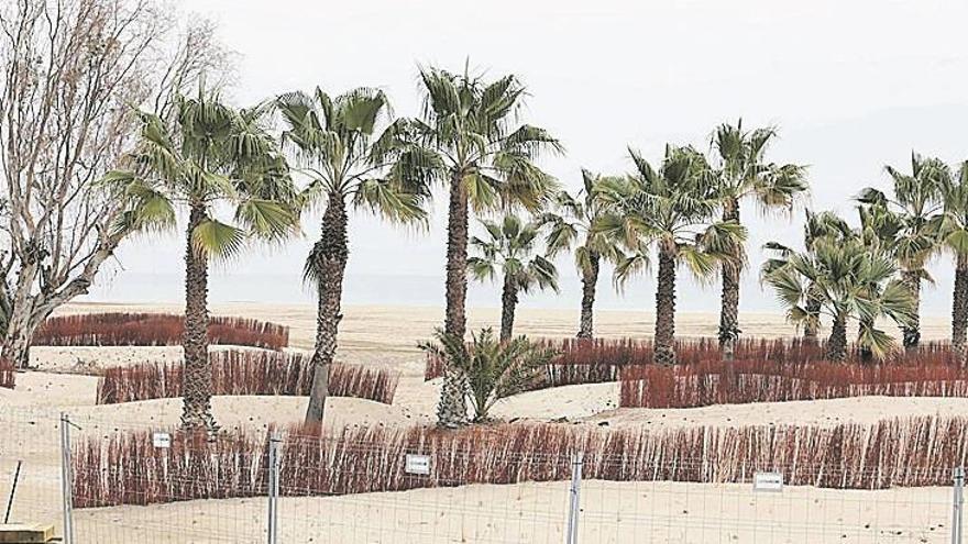 Costas ultima la regeneración del Ortega Playa con una pasarela y 7.500 plantas
