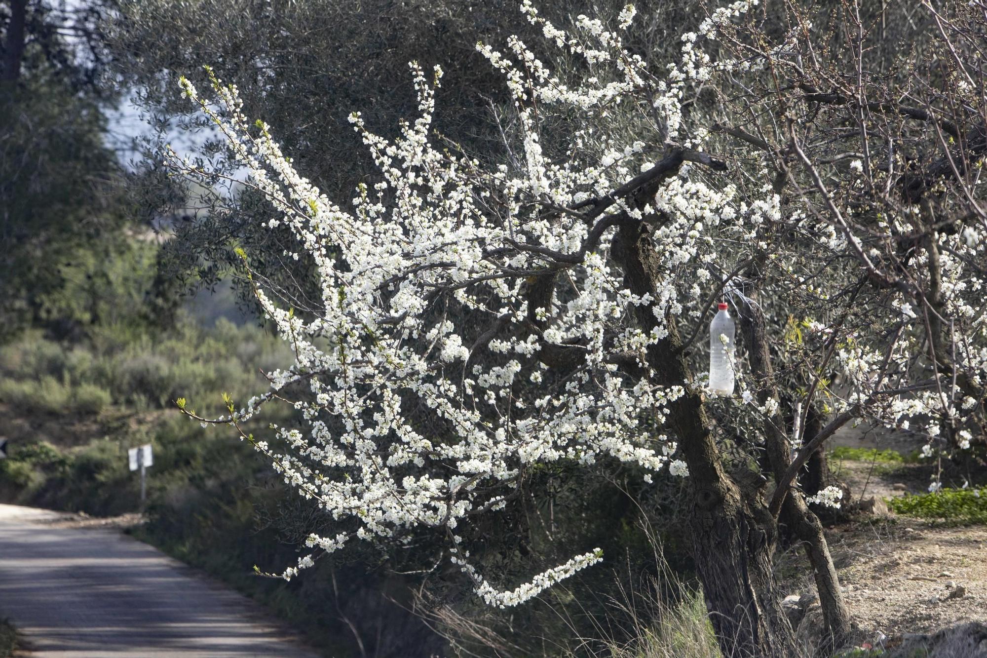 Los almendros en flor ya alegran los paisajes valencianos