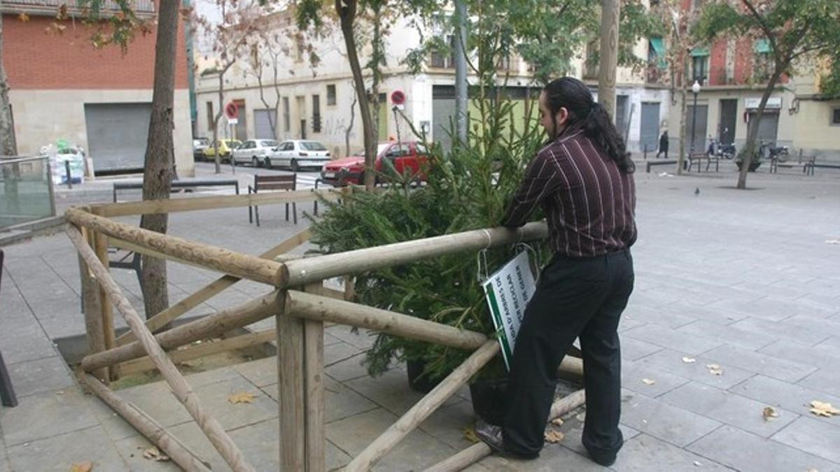 Punto de recogida de abetos en la plaza del Sortidor del barrio de Poble Sec.