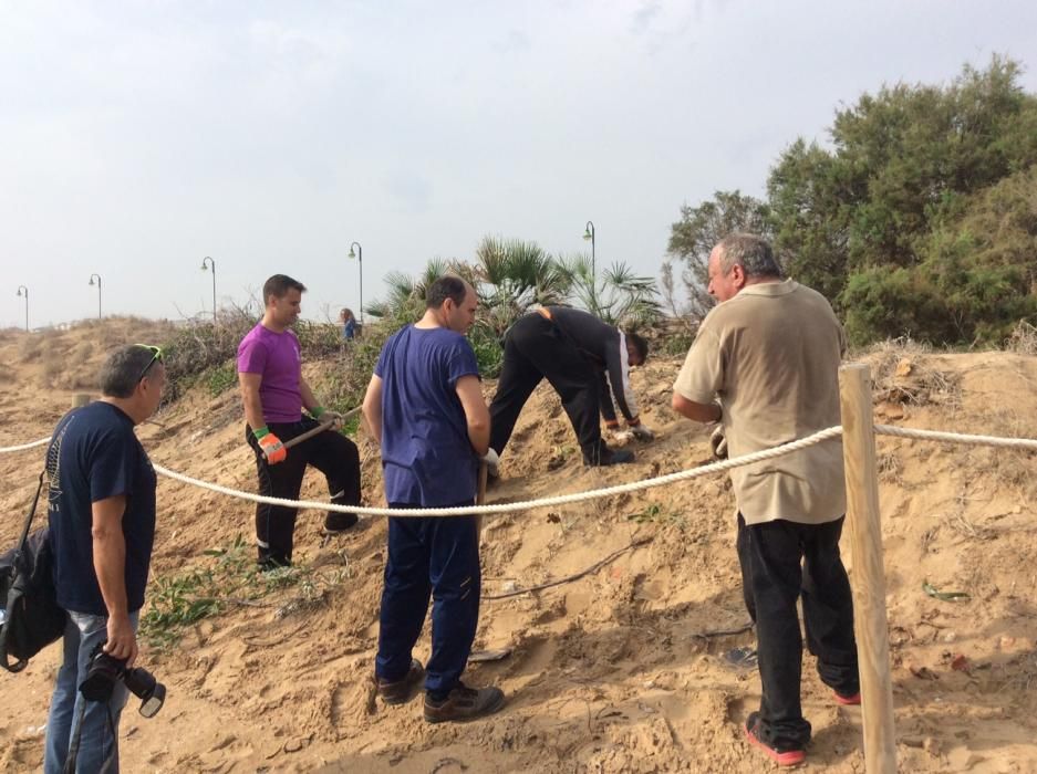 El Ayuntamiento de Torrevieja aprueba integrar casi 5 hectáreas de dunas y playa en el parque municipal del Molino del Agua