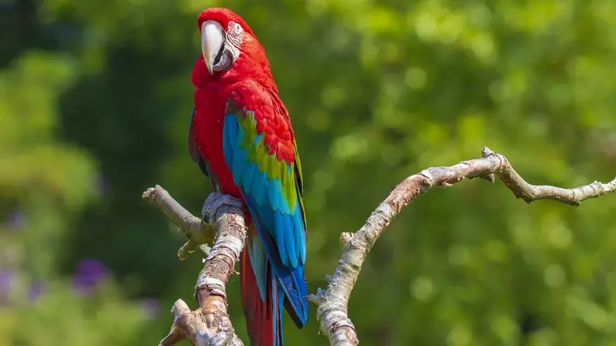 Cae en Valencia parte de una banda que estafa a través de internet regalando loros