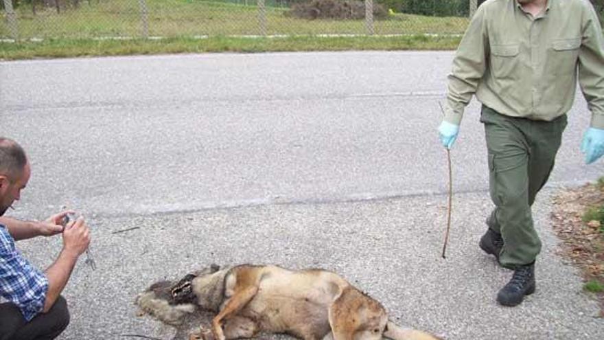 Un técnico de Medio Ambiente fotografía el ejemplar del lobo en la carretera.