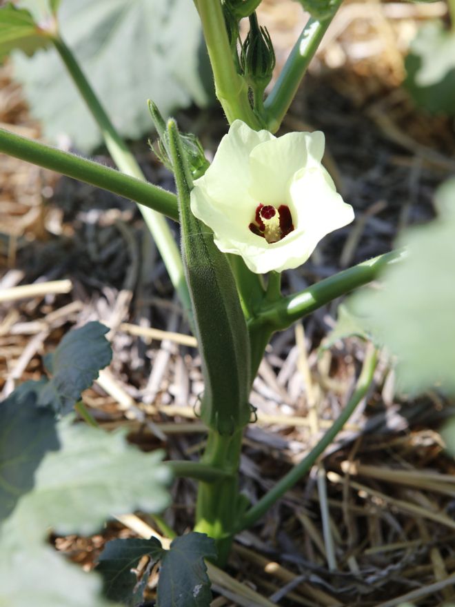 Blüte und Okraschote an einem Strauch. 