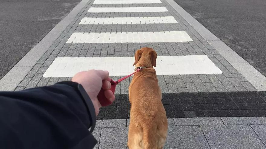 Acusa a su hermano de agarrarla por el cuello porque no le dejó el perro: disputa familiar en Zamora
