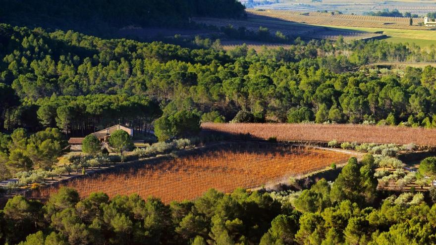 Vista aérea de los campos de cultivo de Bodegas Sant Pere de Moixent