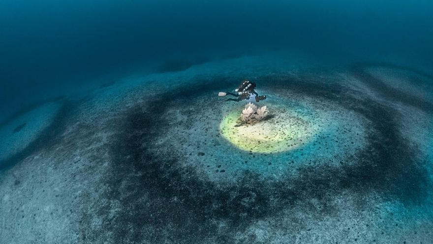 ¿Qué son los misteriosos anillos de 20.000 años de edad que hay en el fondo del Mediterráneo?