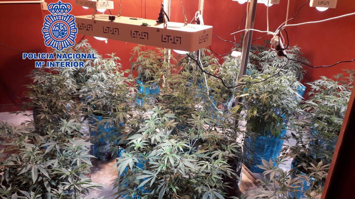 La Policía Nacional ha localizado una plantación de marihuana