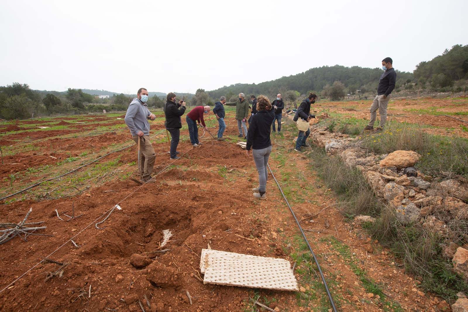 Higos en un bancal abandonado de Ibiza