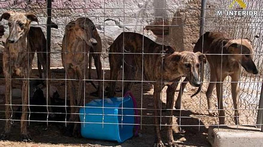 Los cuatro galgos recuperados en Alicante.