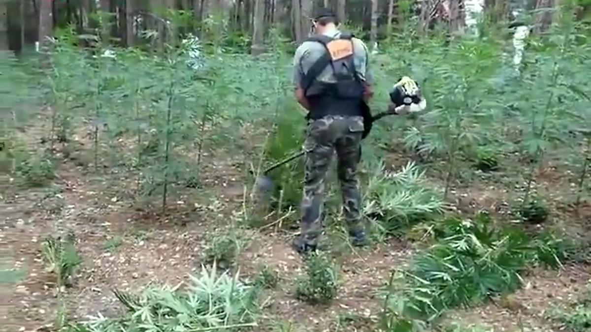 Un hort de marihuana de cinc hectàrees amagat en un bosc de l’Empordà