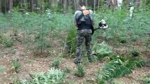 Un hort de marihuana de cinc hectàrees amagat en un bosc de l’Empordà