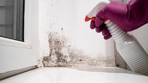 Una persona espolvorea un spray a base de vinagre en la humedad de una pared