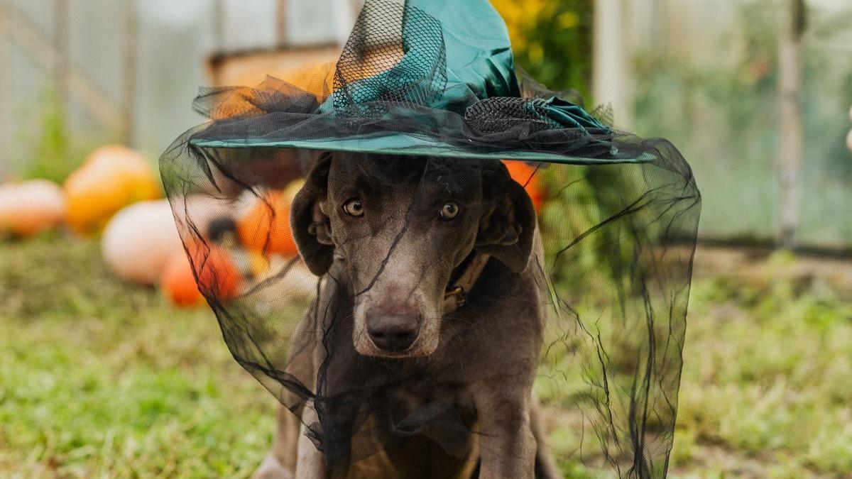 carro Elegante Inhibir Halloween | Los 20 disfraces para perros más tiernos de internet
