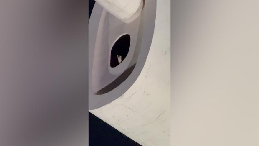 La increíble imagen de un gato subido al brazo del Cristo de la Concordia