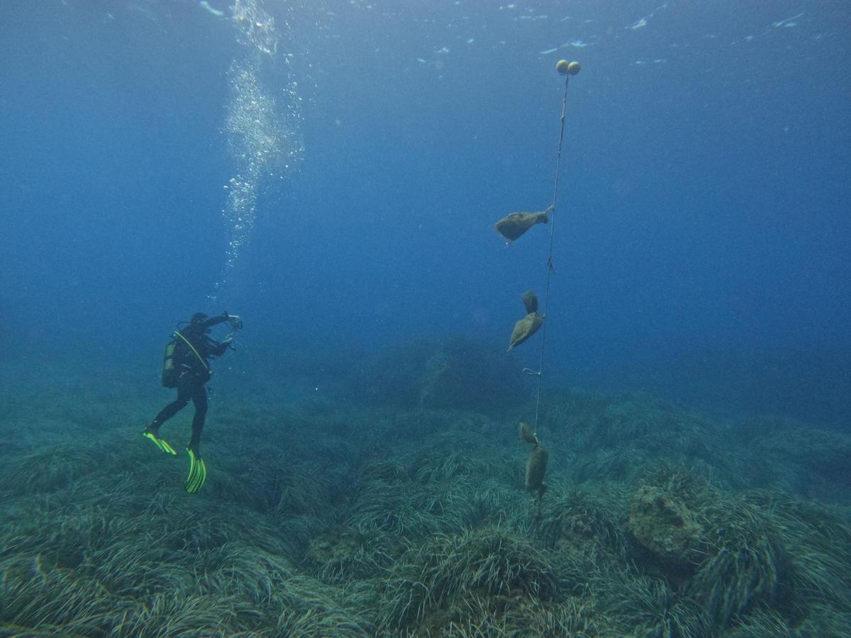 Otro buzo del Instituto de Ecología durante una inmersión para revisar el estado de las praderas de posidonia