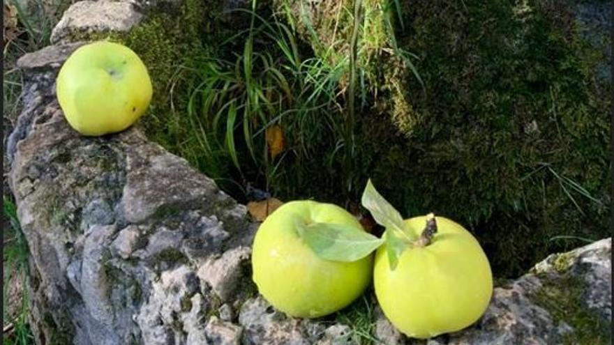 La desconocida manzana &#039;congelada&#039; que se cultiva en la Comunitat Valenciana