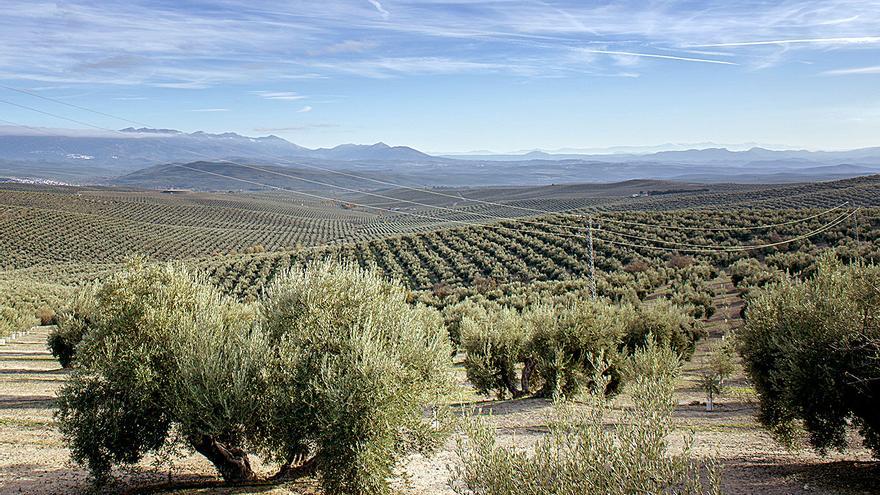El “miedo infundado” de los agricultores de Jaén dinamita la candidatura del Paisaje del Olivar Andaluz a Patrimonio Mundial de la Unesco