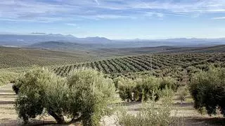 El “miedo infundado” de los agricultores de Jaén dinamita la candidatura del Paisaje del Olivar Andaluz a Patrimonio Mundial de la Unesco