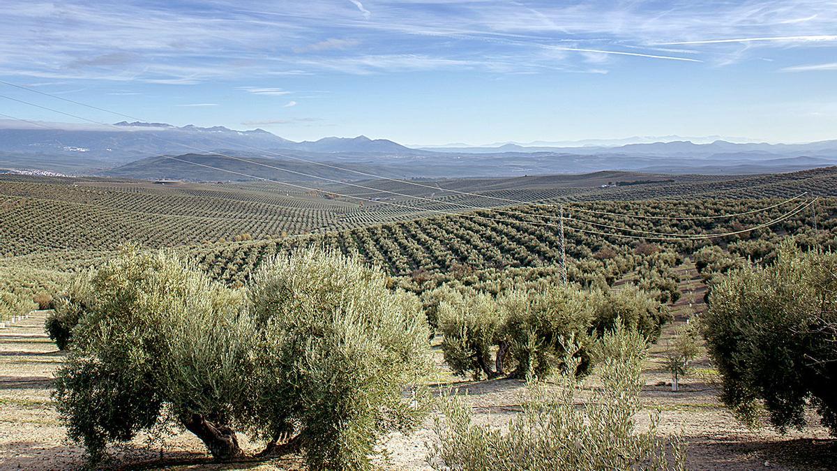 Paisaje de un olivar en Jaén.