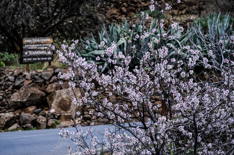 Almendros en flor en Guayadeque