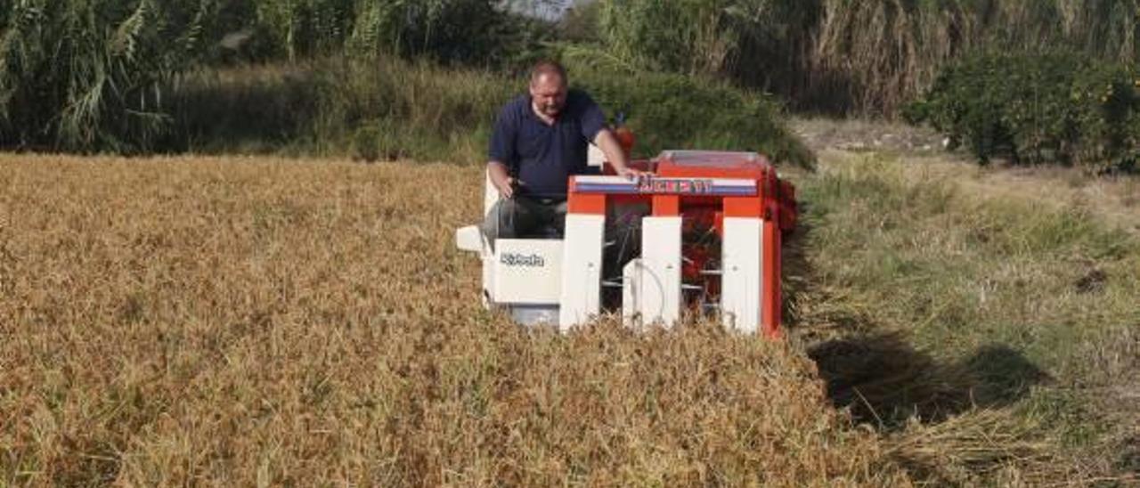 El primer campo ecológico incluye nuevas variedades de arroz resistentes a los hongos