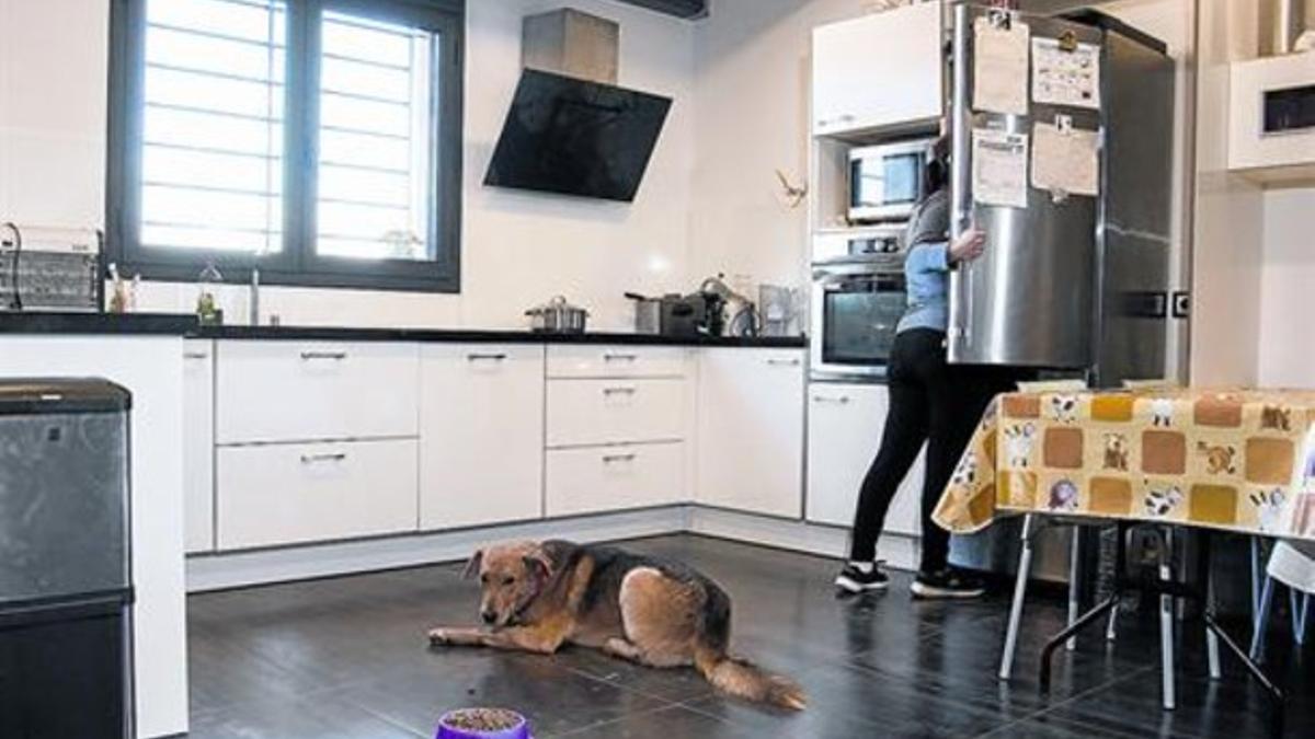 Con la comida a punto 8'Alfa', el perro que lideraba una jauría salvaje que atacaba el ganado en el Segrià, en la cocina de su nueva casa.