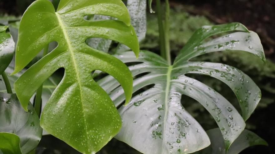 Cuida les plantes d’interior perquè et durin i visquin sanes