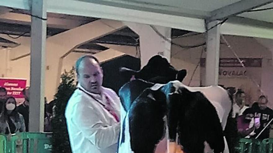 Julián Rodríguez, con una de sus vacas.