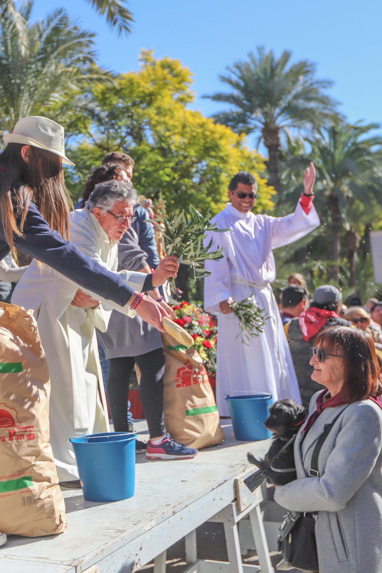 Romería y Bendición de animales en San Antón de Elche