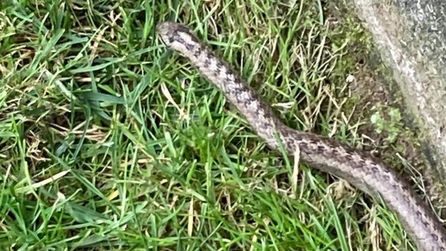 Una serpiente encontrada en la zona.