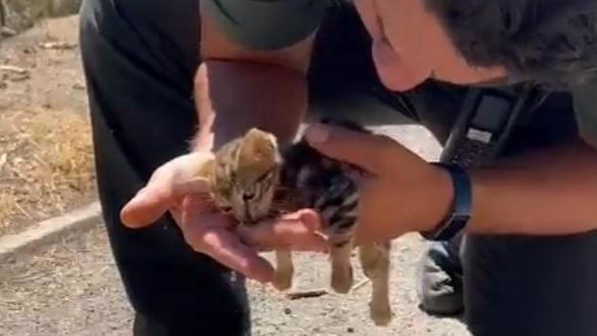 Salvan a un gatito en el incendio de Bejís