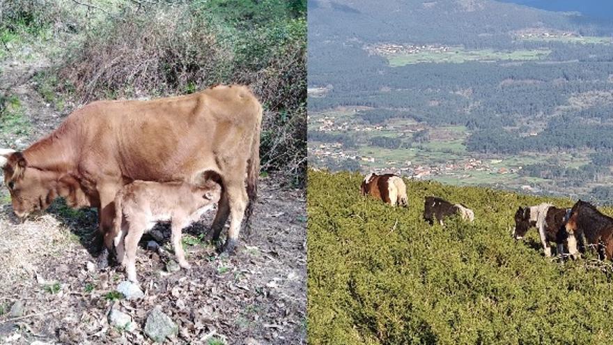 Vacas y caballos aumentan su población en los montes arousanos.