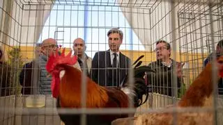 Las medidas contra la gripe aviar obligan a cancelar la feria Avicor de Montemayor