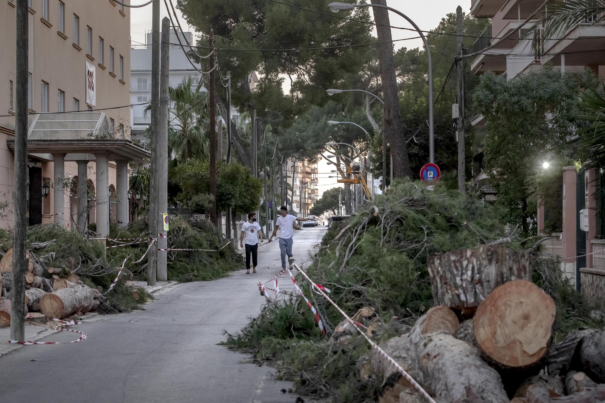 Los vecinos lamentan el "exterminio masivo" de árboles en la calle Pins de Can Pastilla