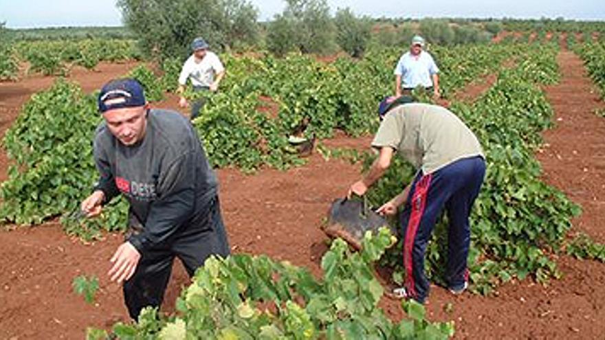 La vendimia arranca con perspectivas de mayor producción y calidad del vino