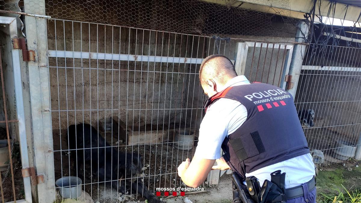 Un agent dels Mossos d&#039;Esquadra durant una inspecció en una explotació ramadera d&#039;Ulldecona.