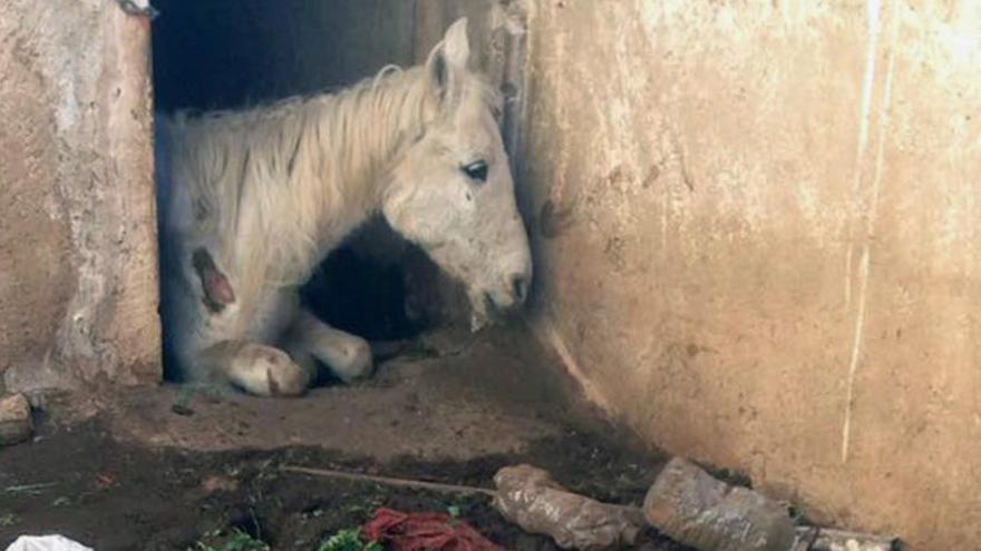 Qué hacer cuando animal está siendo maltratado