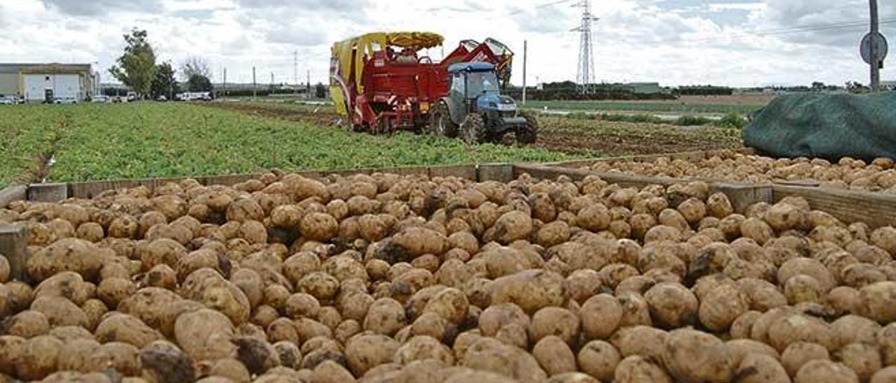 Una máquina cosechadora recoge patatas en la ´marjal´ de sa Pobla.