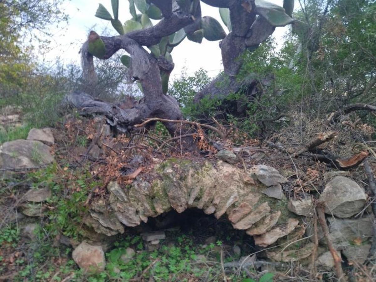 El desbroce de una pinada saca a la luz en Xàbia un corral del siglo XIX