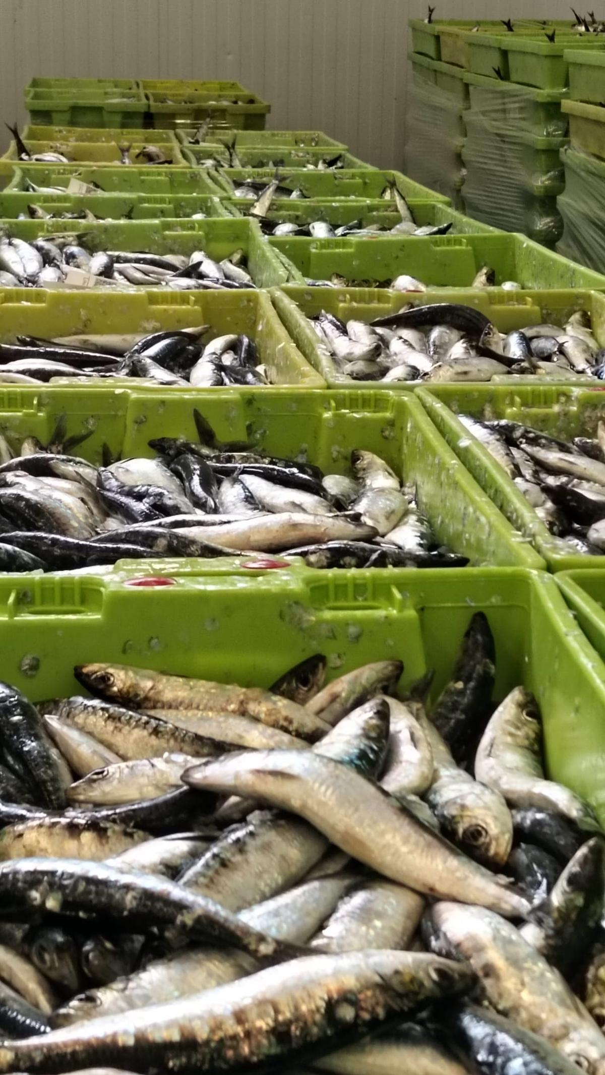 Alguans de las primeras cajas de sardina para San Juan en la lonja de Ribeira.