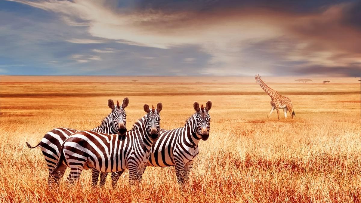 Un viaje de fusión: de la modernidad lujosa de Dubái a los safaris salvajes de Kenia