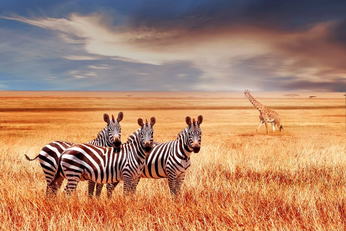 Descubre un itinerario insólito e inolvidable: viaja de Dubai a Kenia con Arenatours y Club VIAJAR.