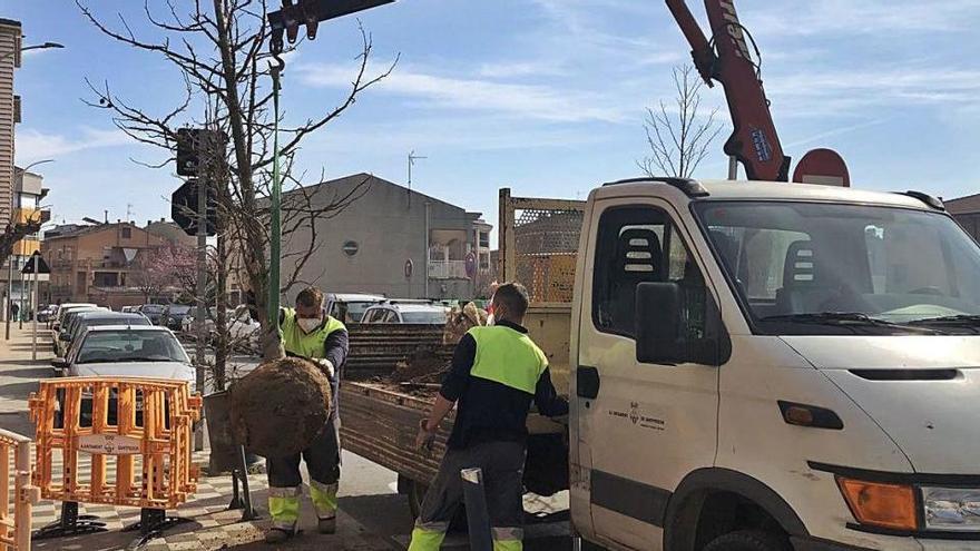 Els treballs de plantació dels arbres s&#039;han portat a terme durant els darrers dies