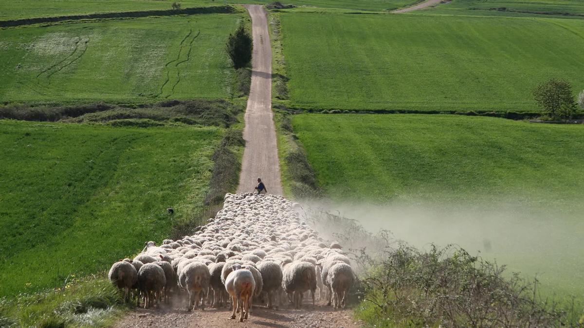 Un rebaño de ovejas guiadas por un pastor en una explotación agrícola.